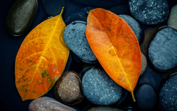 Feuilles sur des galets
